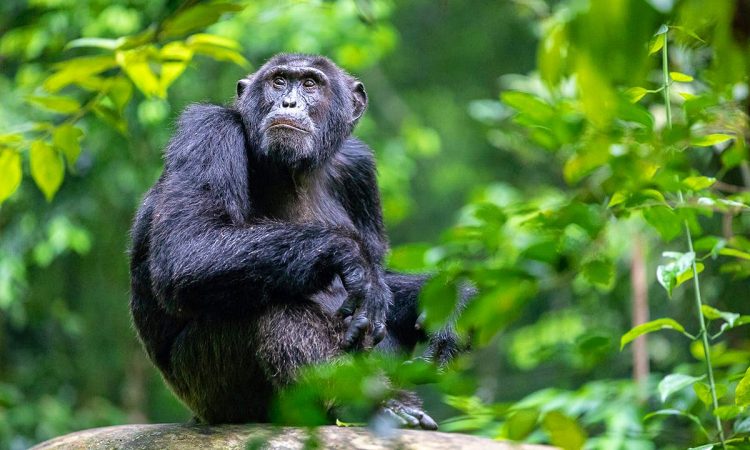 3 Days Uganda Chimpanzee Habituation Experience