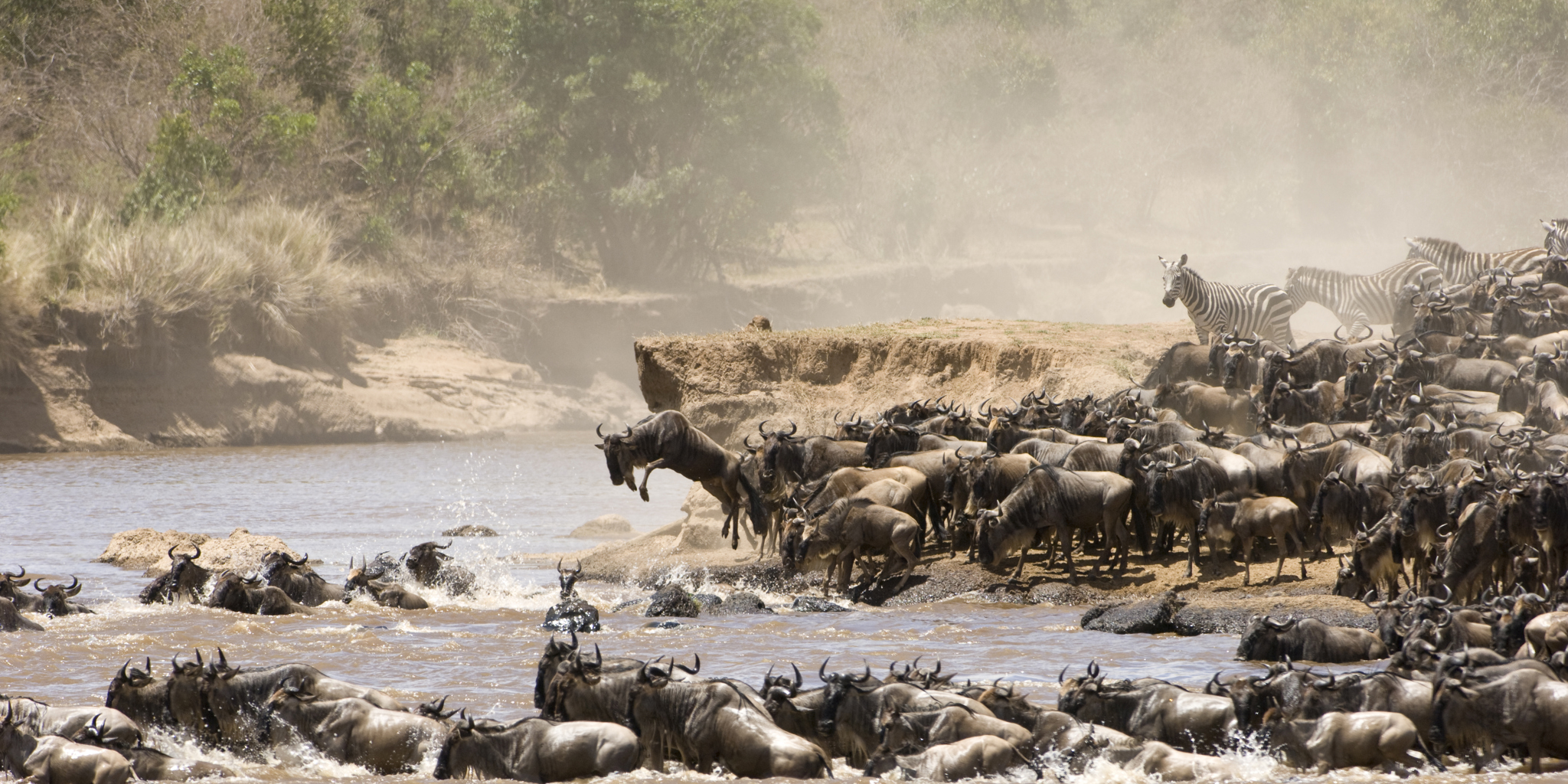 Wildebeest Migration in Maasai Mara National Reserve