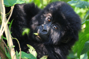 Uganda Gorilla Trekking vs Rwanda Gorilla Trekking