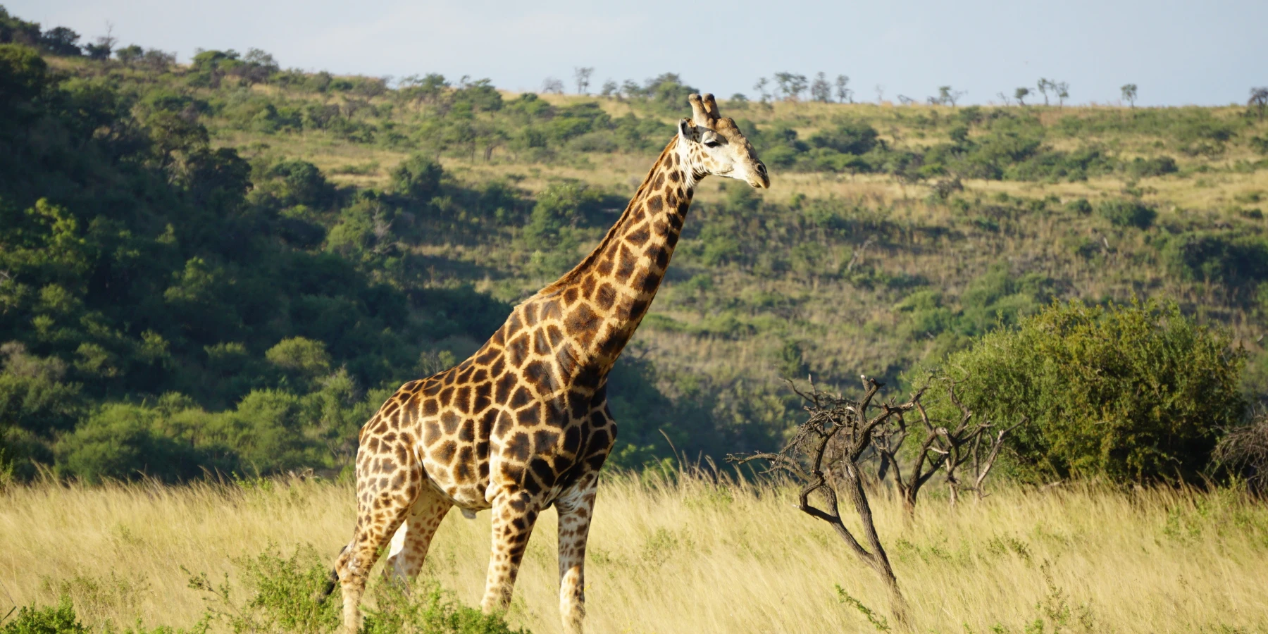 Rumanyika-Karagwe National Park