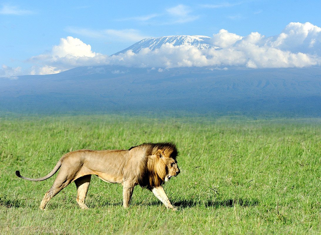 What Makes Amboseli National Park Special?