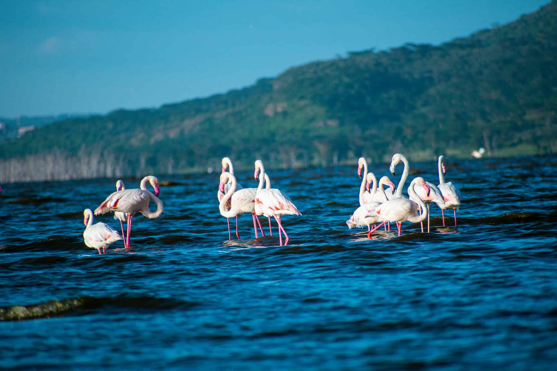 What is special about Lake Nakuru National Park?