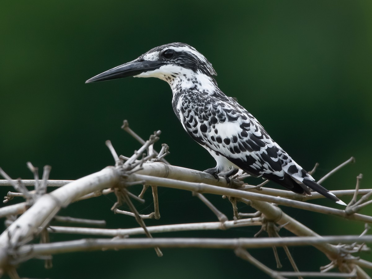 Lake Manyara national park