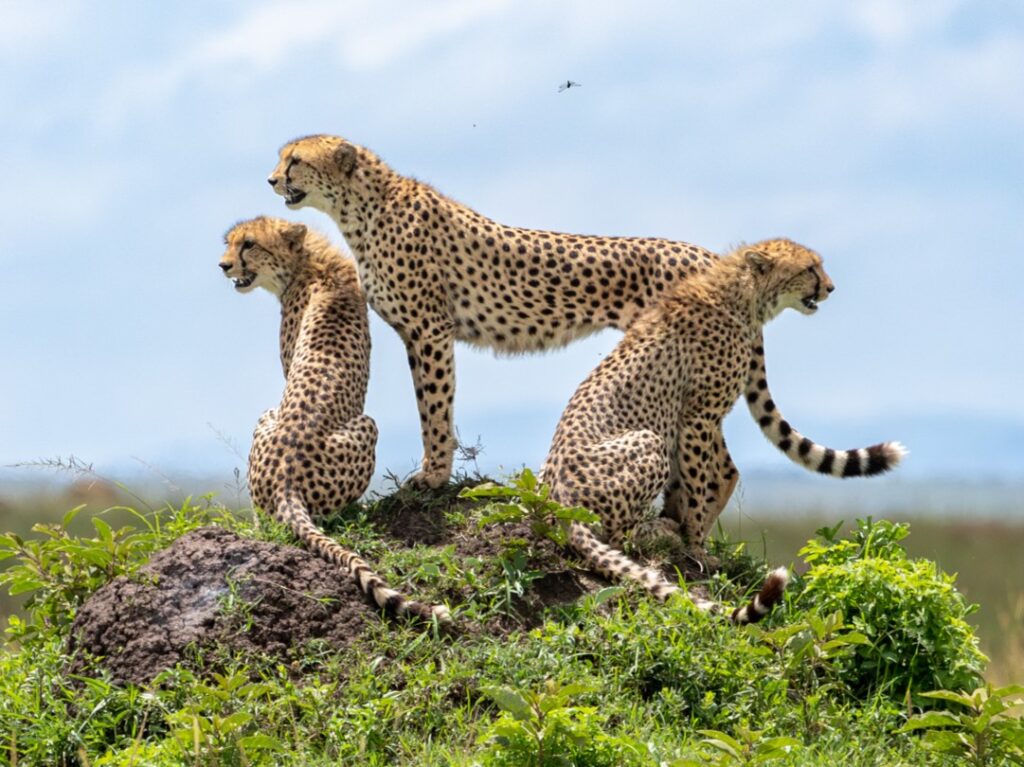 Destinations to visit while on a Kenya Safari