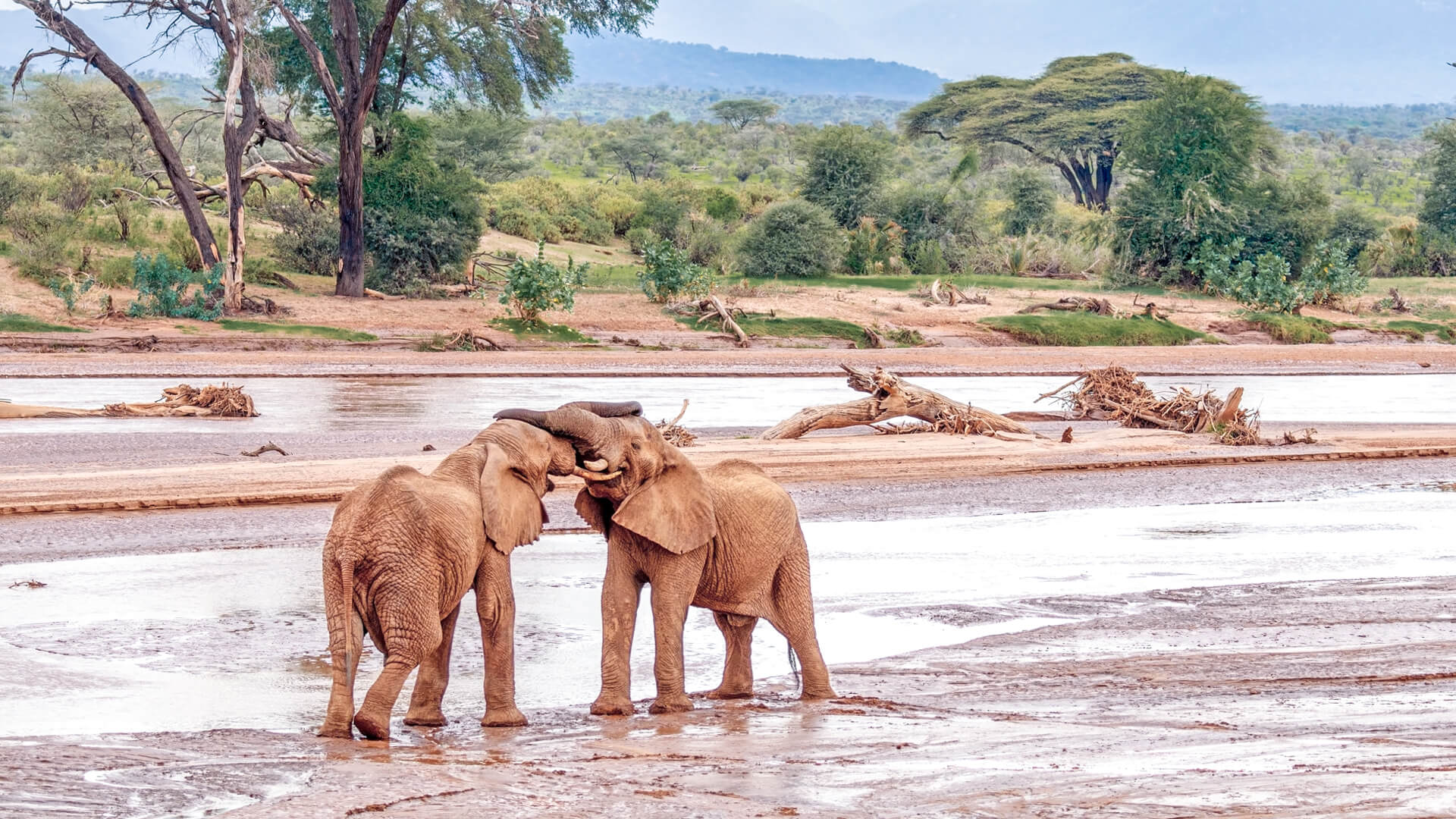 Best Time to visit Samburu National Reserve