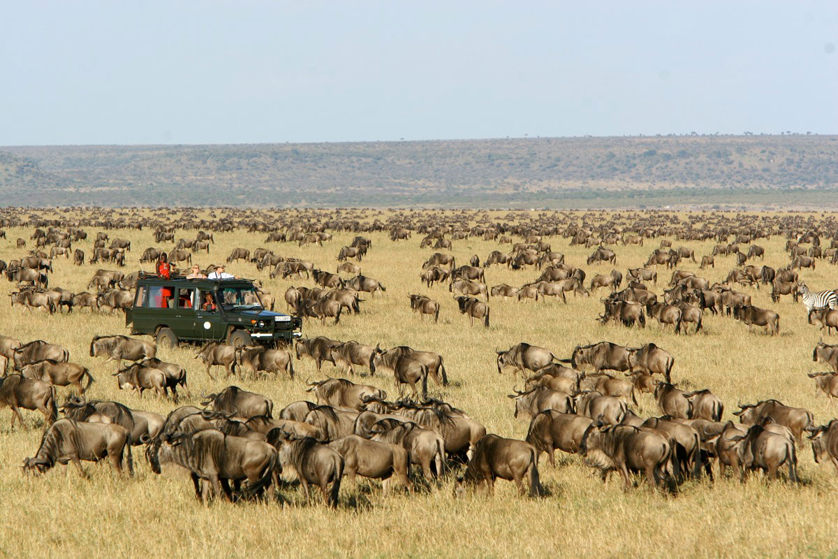 4 Days Masai Mara and Lake Nakuru safari