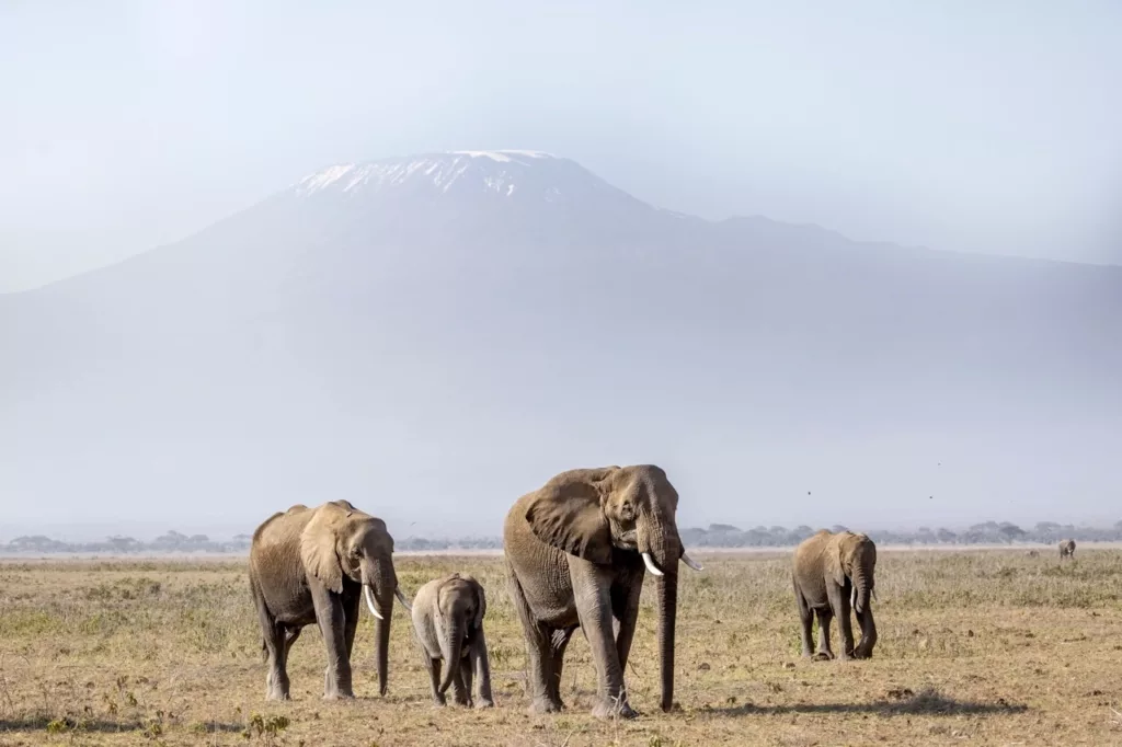 5 Days Amboseli and Tsavo safari