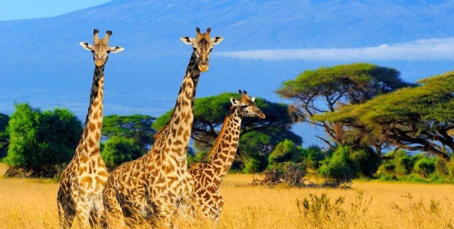 14 Days Kenya safari