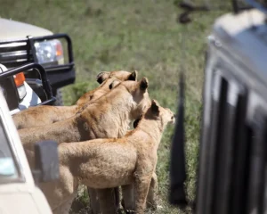 Dry Season vs Wet Season Safari
