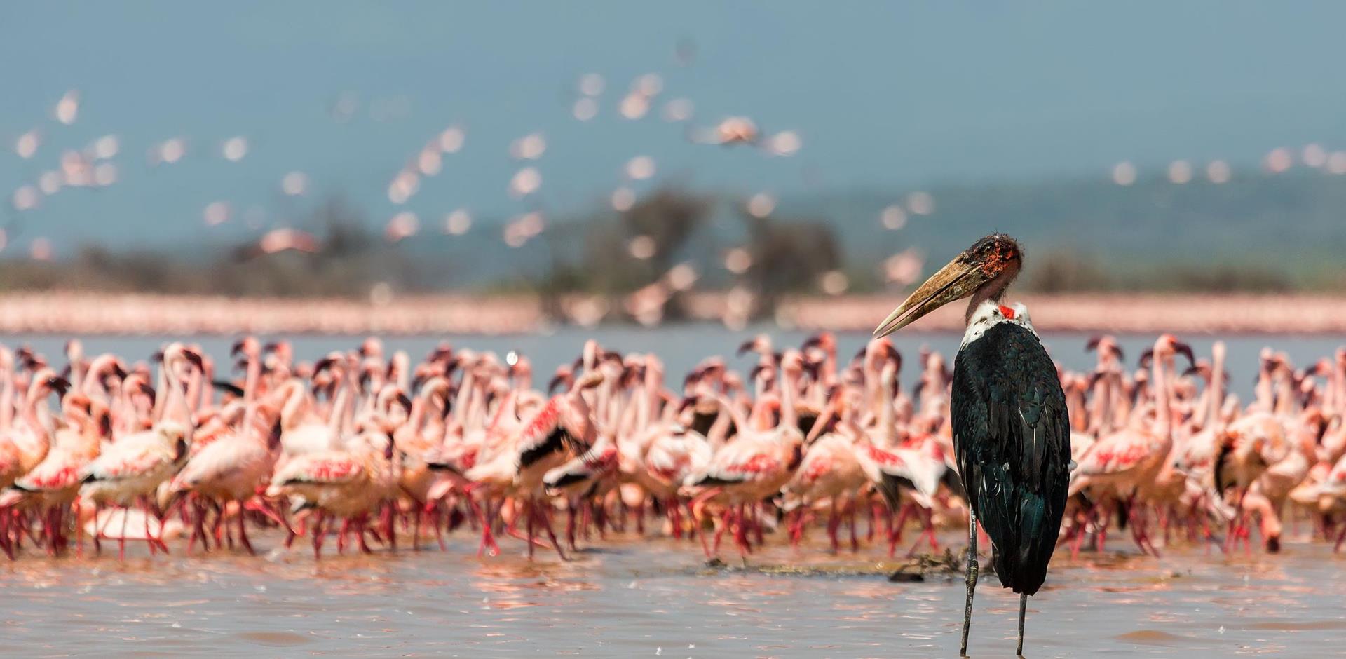 3 Days Lake Nakuru and Lake Naivasha Safari