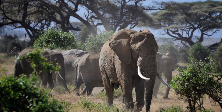 7 Day Masai Mara, Lake Nakuru, Lake Naivasha & Amboseli Safari