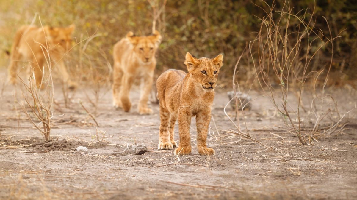 History of Masai Mara National Reserve