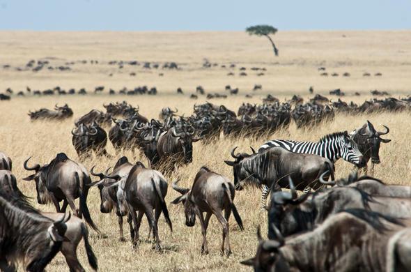 7 Day Masai Mara, Lake Nakuru, Lake Naivasha & Amboseli Safari