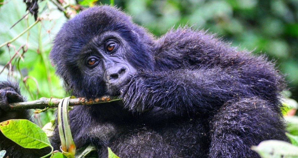 What to know before visiting Uganda?