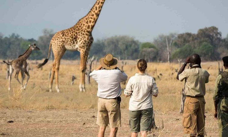 Tanzania Safari Excursions