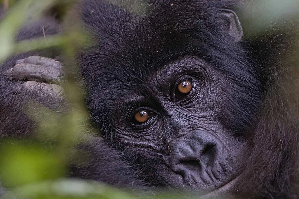 Bwindi impenetrable National park