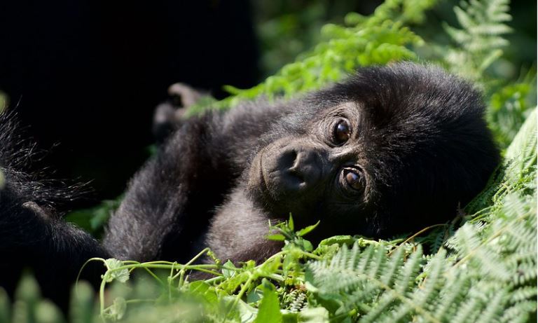 10 Days Uganda Primates and Wildlife Safari