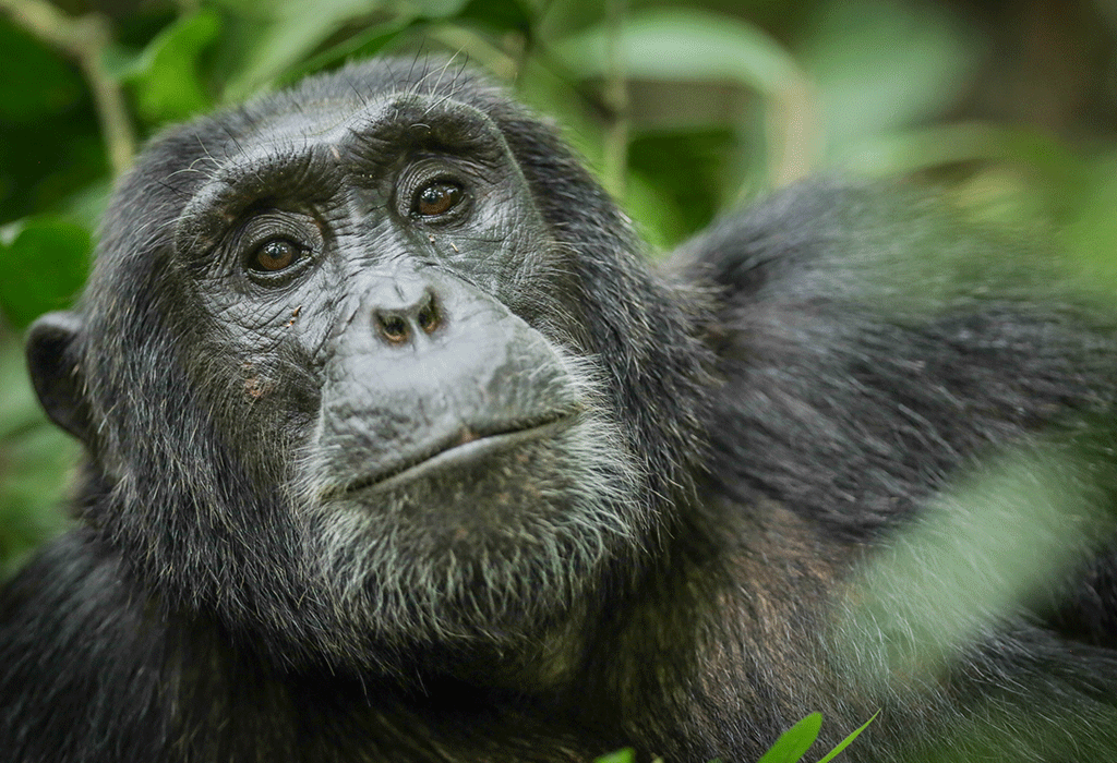 Queen Elizabeth national park