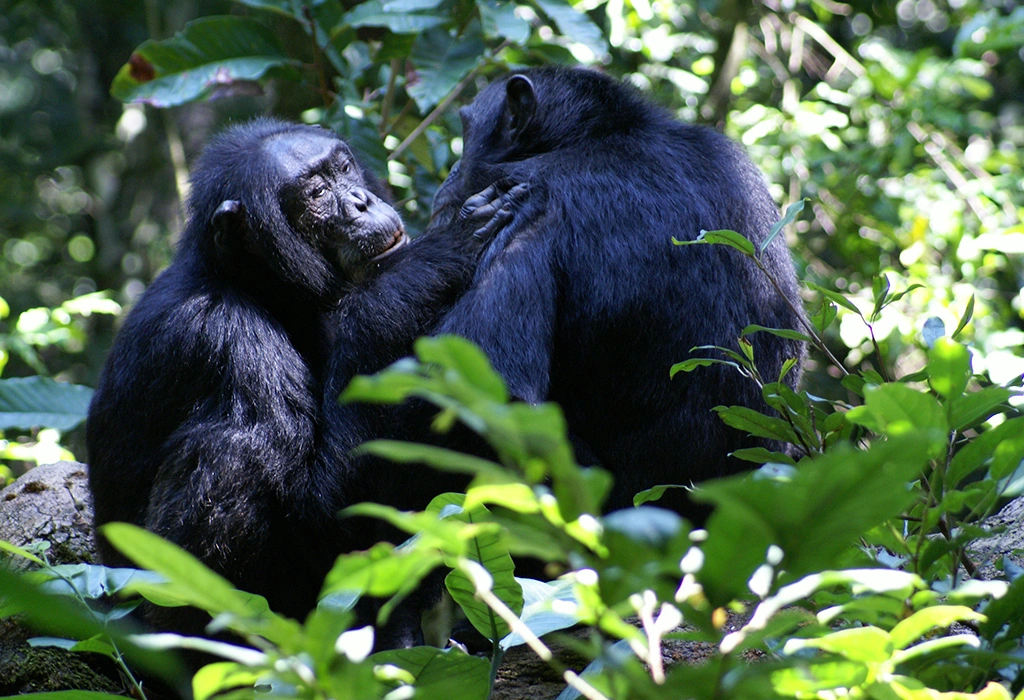 10 Days Uganda Primates and Wildlife Safari