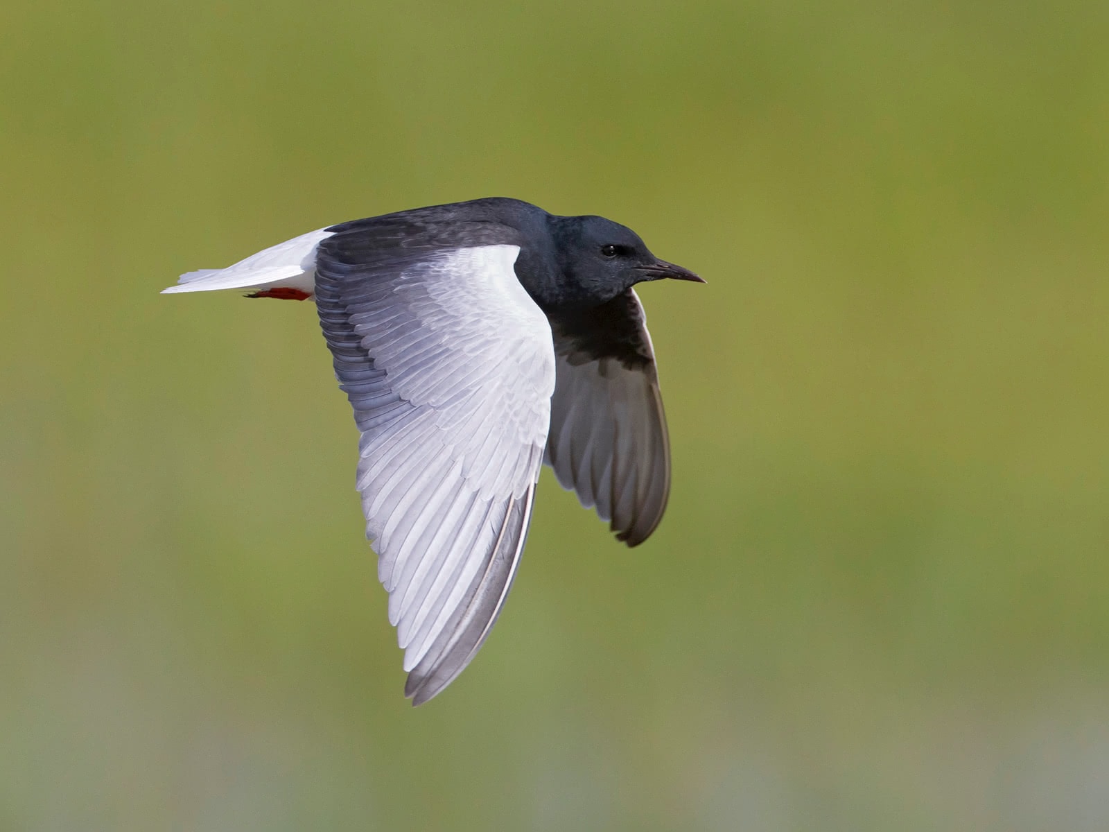Serengeti national park birds