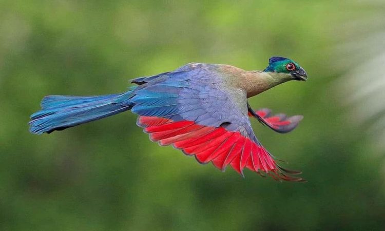 Tarangire National park