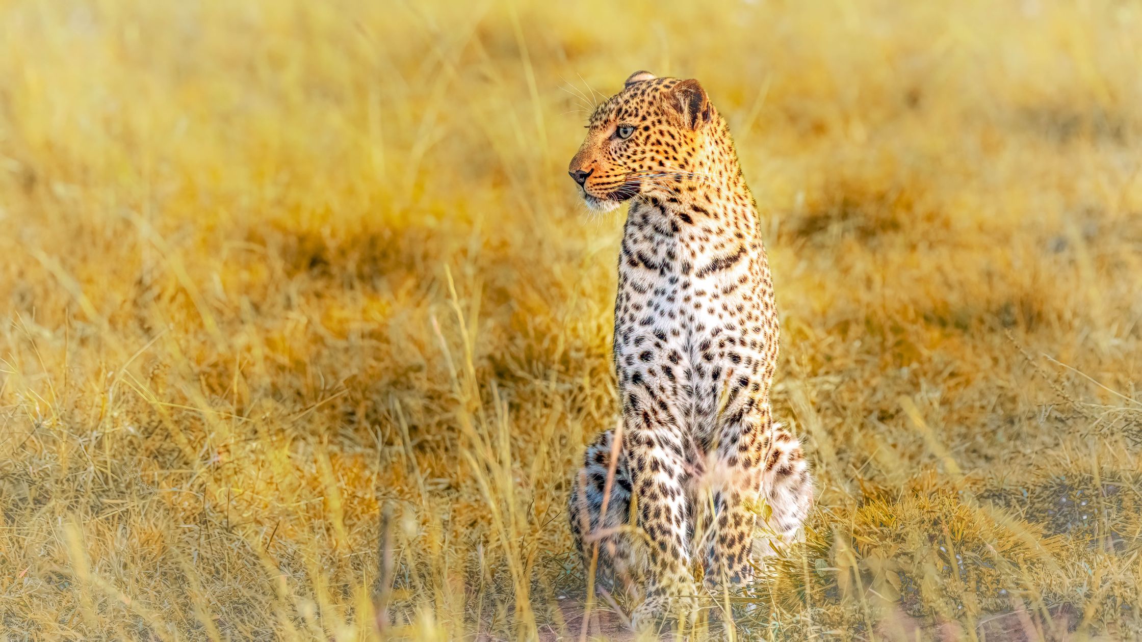 4 Days Maasai Mara & Lake Naivasha Safari