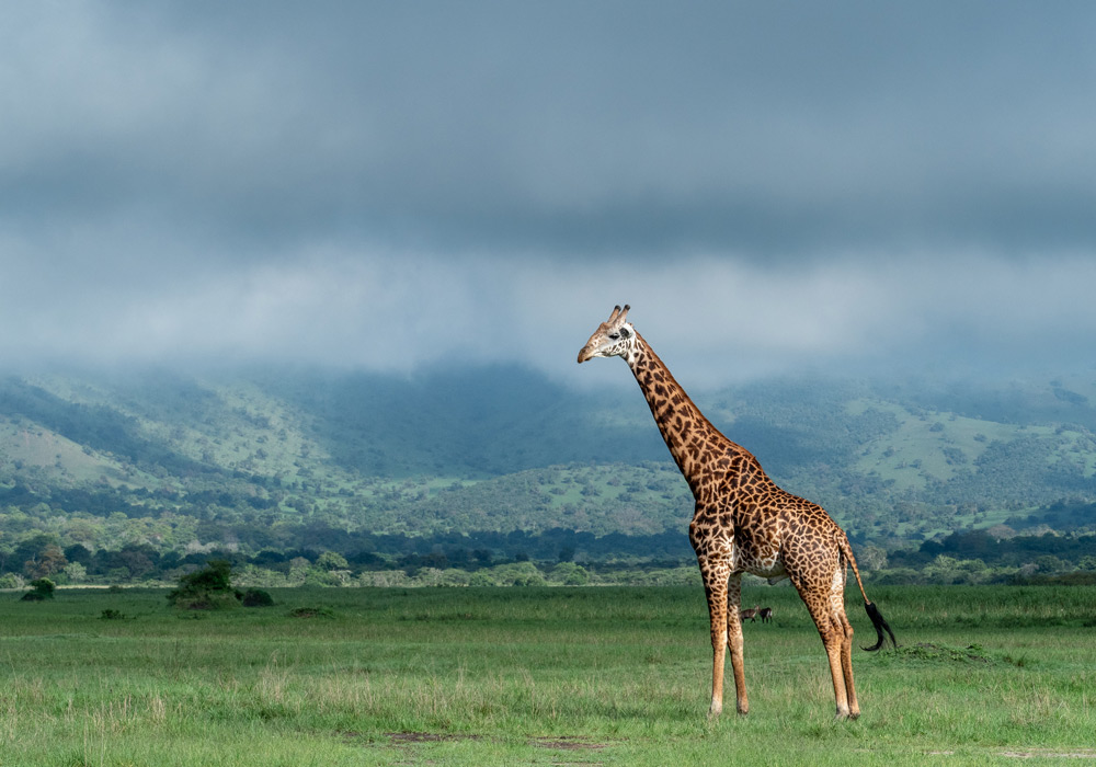 3 Days Akagera National Park Safari