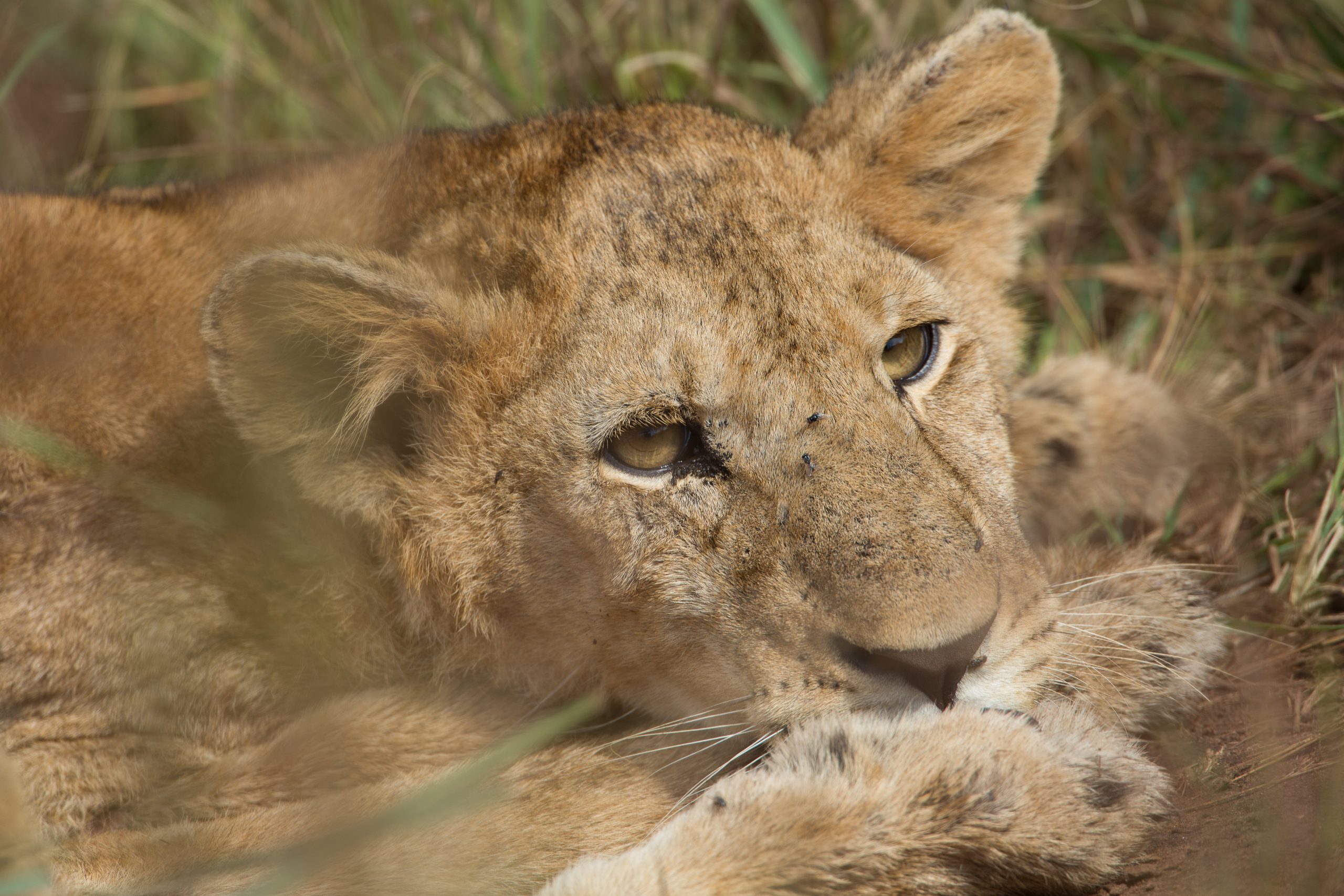Discover why Kenya and Uganda safari combination offers Big Five, gorilla trekking, rich culture, and diverse landscapes in one trip