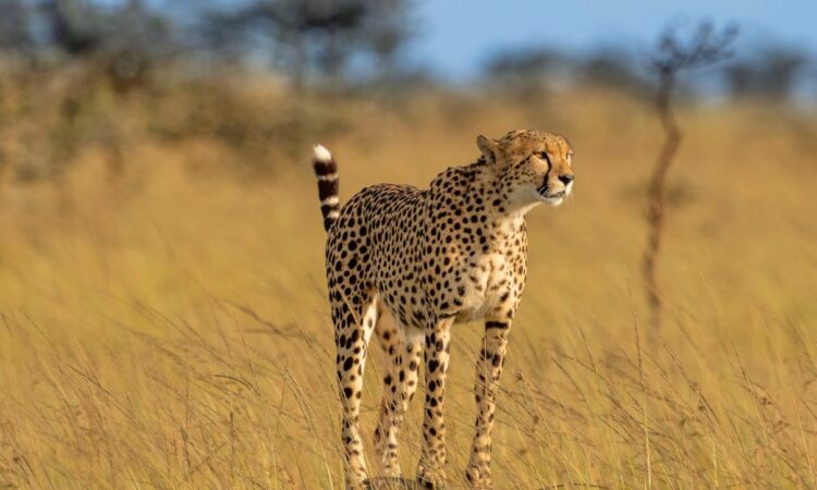Maasai Mara National Reserve Triangle