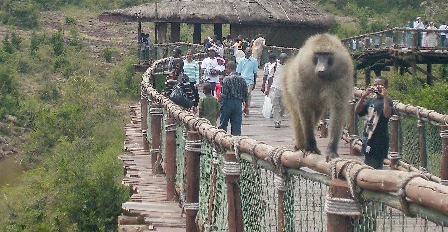 Nairobi National Park Walking Safaris