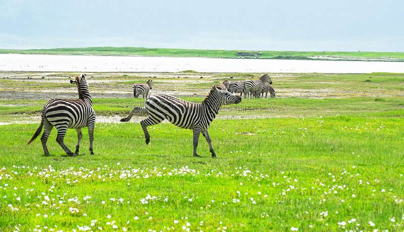 7 Days Kenya & Tanzania Wildlife Safari