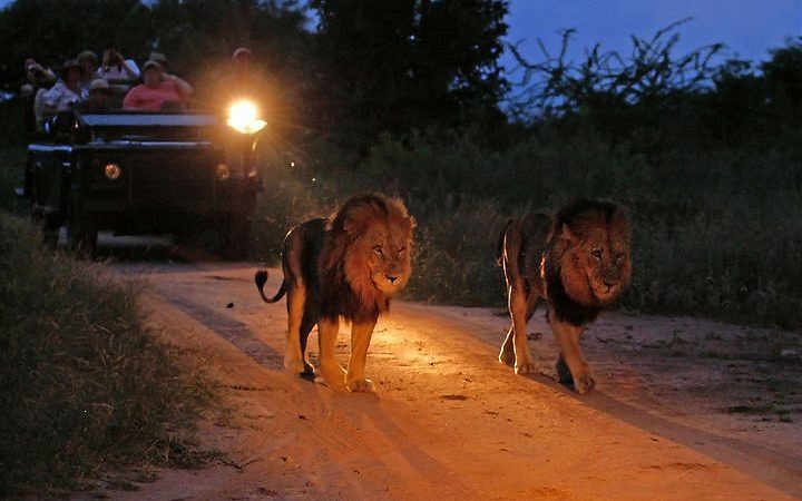 Maasai Night Game Drives
