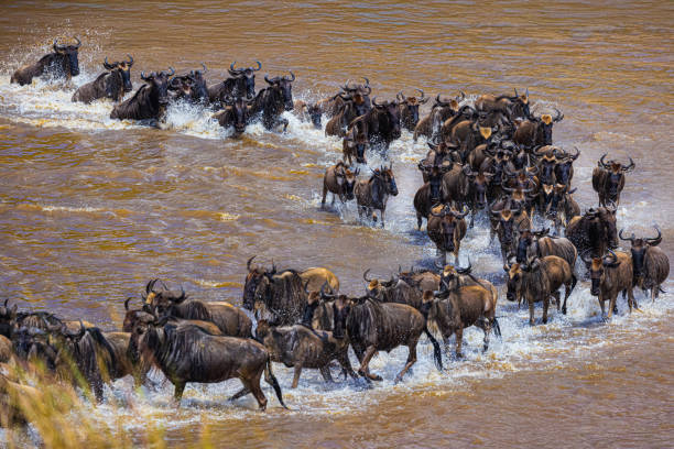 Maasai Mara or Serengeti