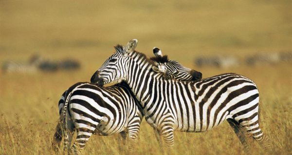 Maasai Mara National Reserve Rules & Regulations