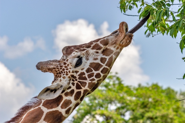 Animals of Maasai Mara National Reserve