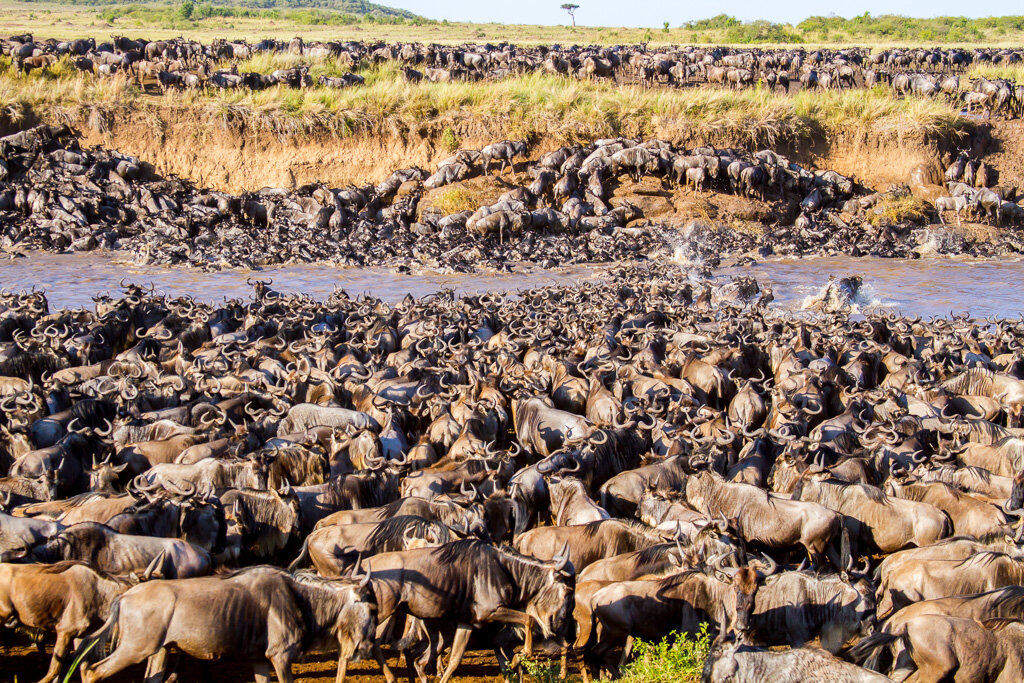 East Africa vs Southern Africa Safari