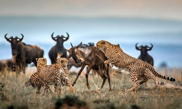 10 Best Masai Mara Safari Tours