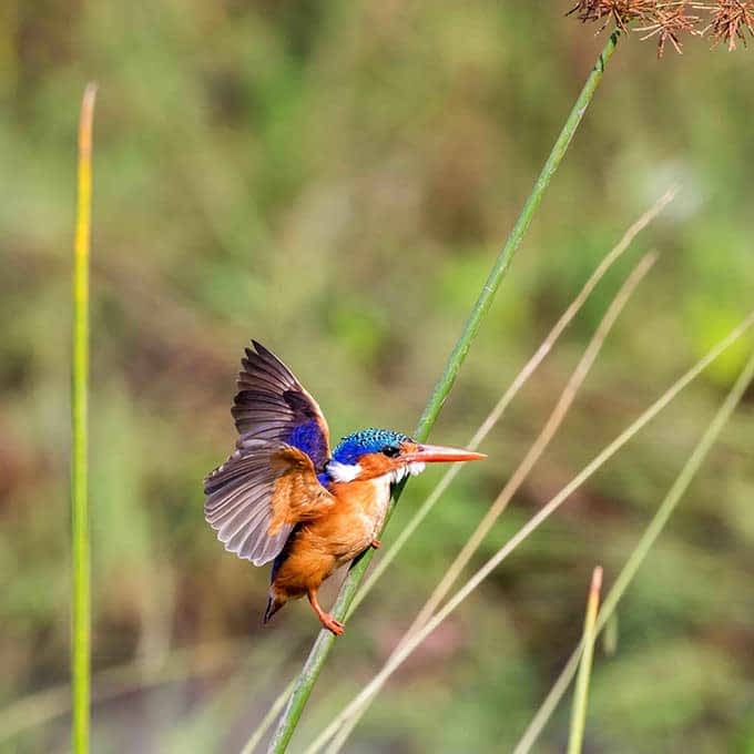 Bucket List Things to Do in Masai Mara