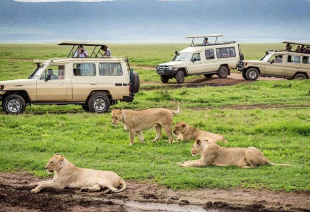Dry Season vs Wet Season Safari