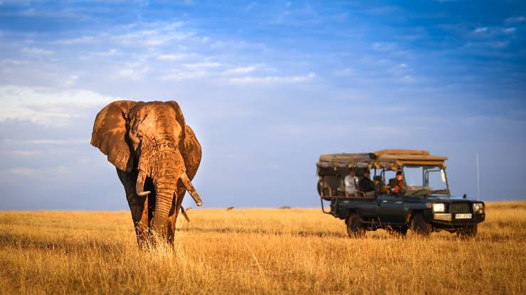 Luxury Safaris in Kenya