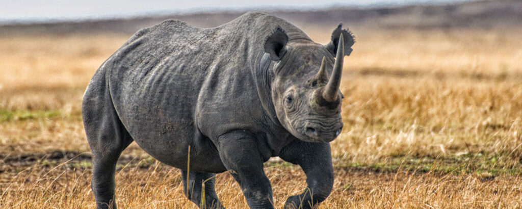 Ngorongoro Conservation Area