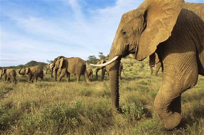 Arawale National Reserve