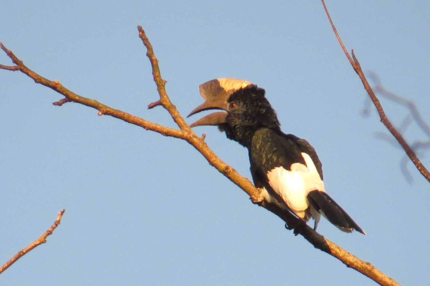 Kakamega Forest National Reserve