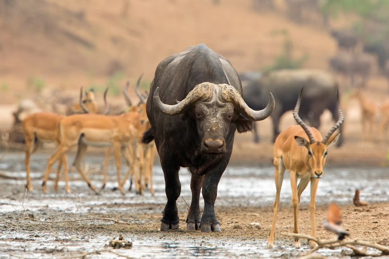 Buffalo Springs National Reserve