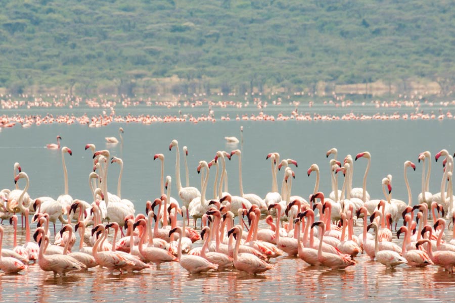 Lake Bogoria National Reserve