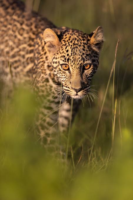 Mara North Conservan