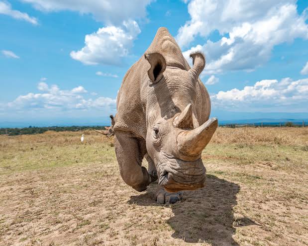 Ol Pejeta Conservancyy