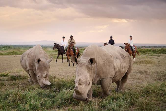 Ol Pejeta Conservancy