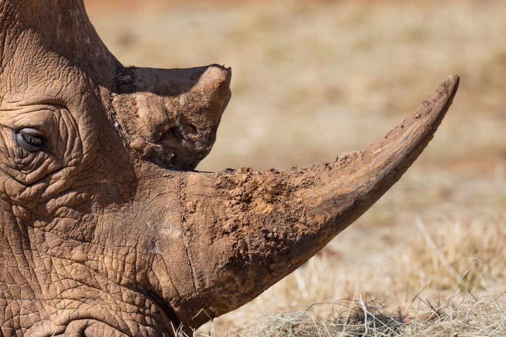 Lewa Wildlife Conservancy