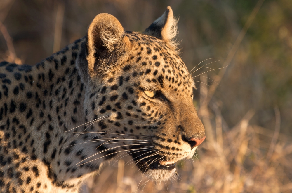 Mara North Conservancy